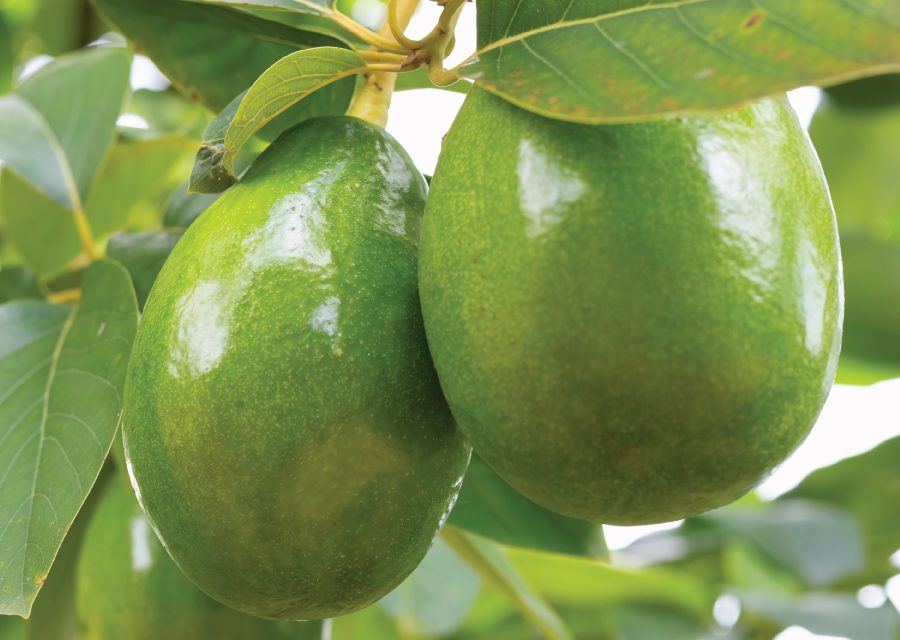 Avocado farming