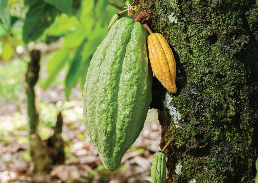 Cocoa farming