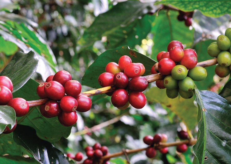 Coffee farming in Uganda
