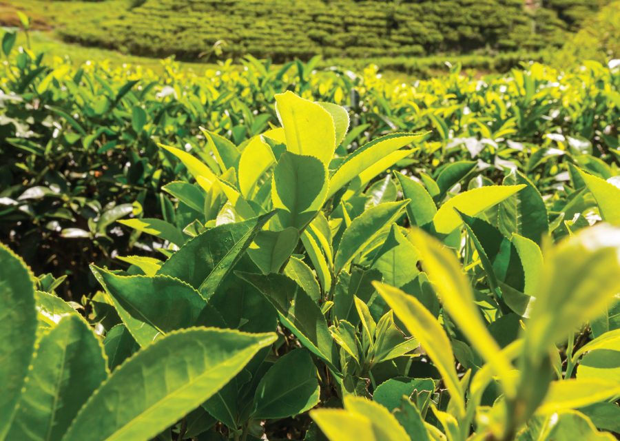 Tea plantation